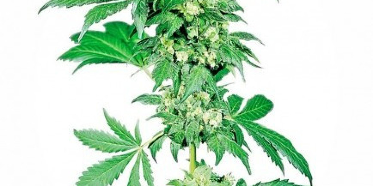 Cannabis Seeds for Sale: Understanding Strains and Genetics