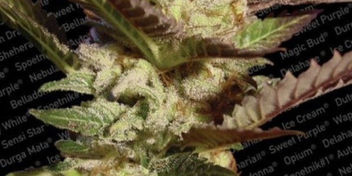 Order Cannabis Seeds Online: A Guide to Success